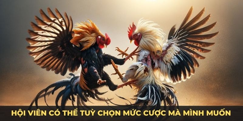 Hội viên có thể tuỳ chọn mức cược mà mình muốn